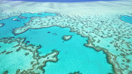 Race on to save the Great Barrier Reef_NL.jpg