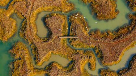 saltmarsh.jpg