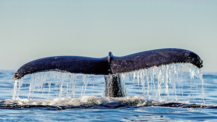 Whale .jpg
